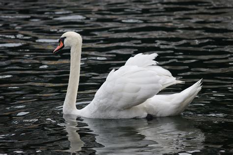 red swan near me|More.